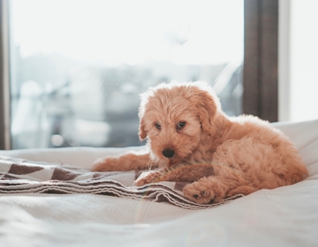 PET FRIENDLY HOTEL ACCOMMODATIONS