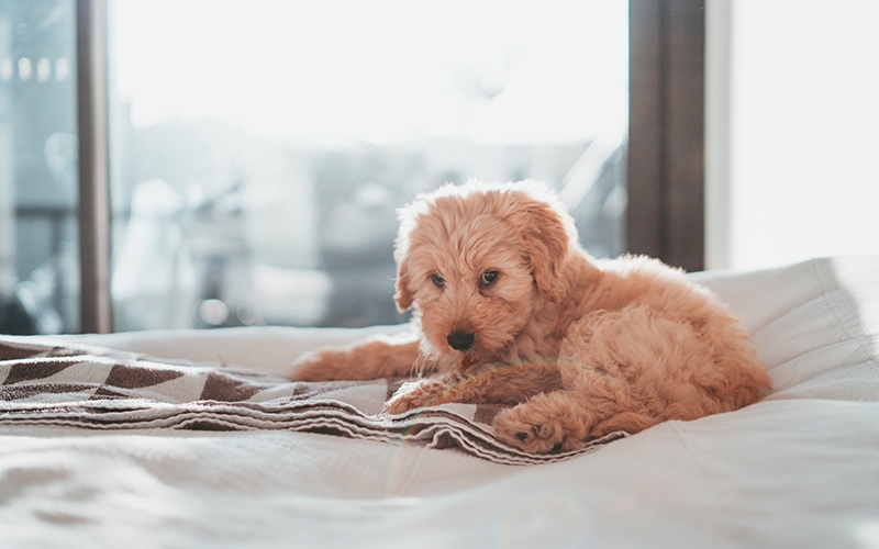 Pet Friendly hotel - Kahler Inn and Suites